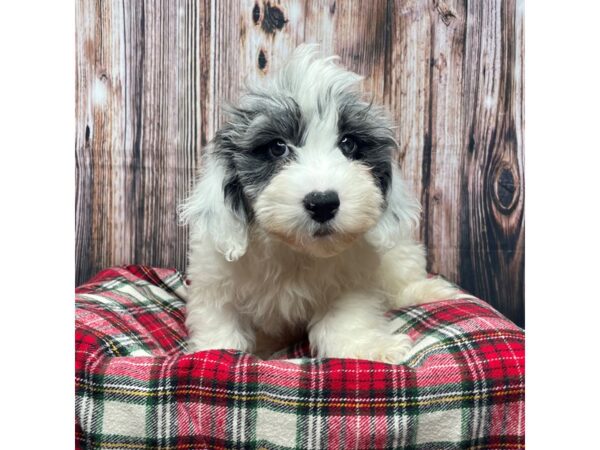 Mini Sheepadoodle-DOG-Male-blue merle-17380-Petland Fairfield, Ohio