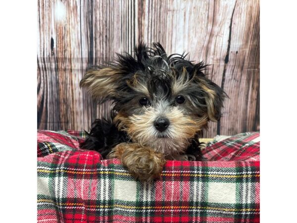 Morkie DOG Male Black / Tan 17391 Petland Fairfield, Ohio