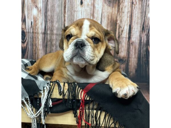 Bulldog DOG Female Red 17349 Petland Fairfield, Ohio