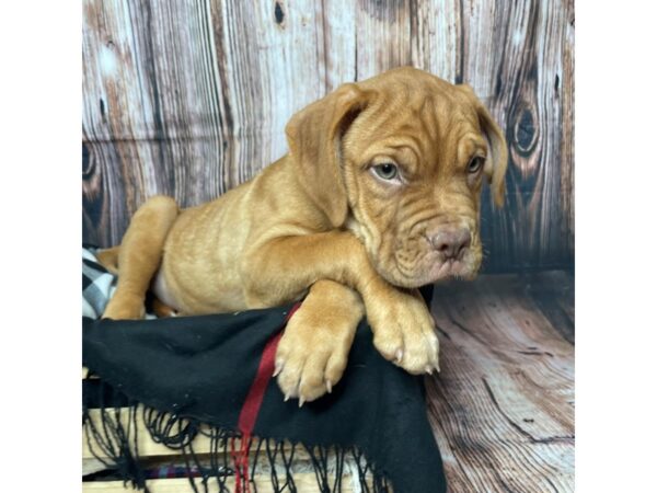 Dogue de Bordeaux DOG Male Red 17390 Petland Fairfield, Ohio