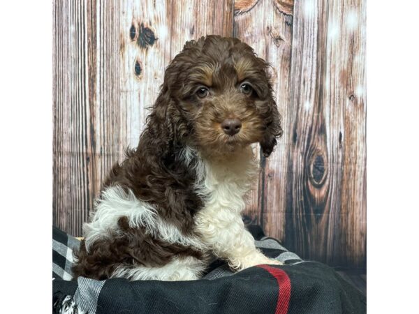 Cock A Poo-DOG-Female-Chocolate / White-17393-Petland Fairfield, Ohio