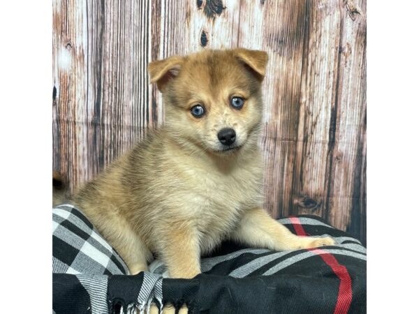 Pomsky 2nd Gen-DOG-Female-Red Merle-17395-Petland Fairfield, Ohio