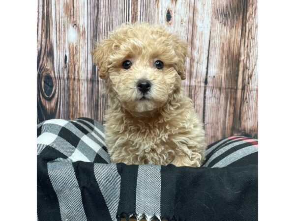 Bichapoo DOG Male Buff 17396 Petland Fairfield, Ohio