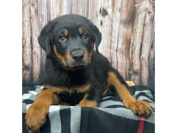 Rottweiler DOG Male Black / Mahogany 17397 Petland Fairfield, Ohio