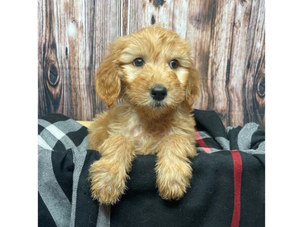 Goldendoodle DOG Female Golden 17398 Petland Fairfield, Ohio