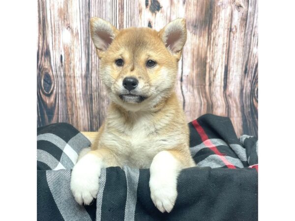 Shiba Inu DOG Female Brown 17399 Petland Fairfield, Ohio