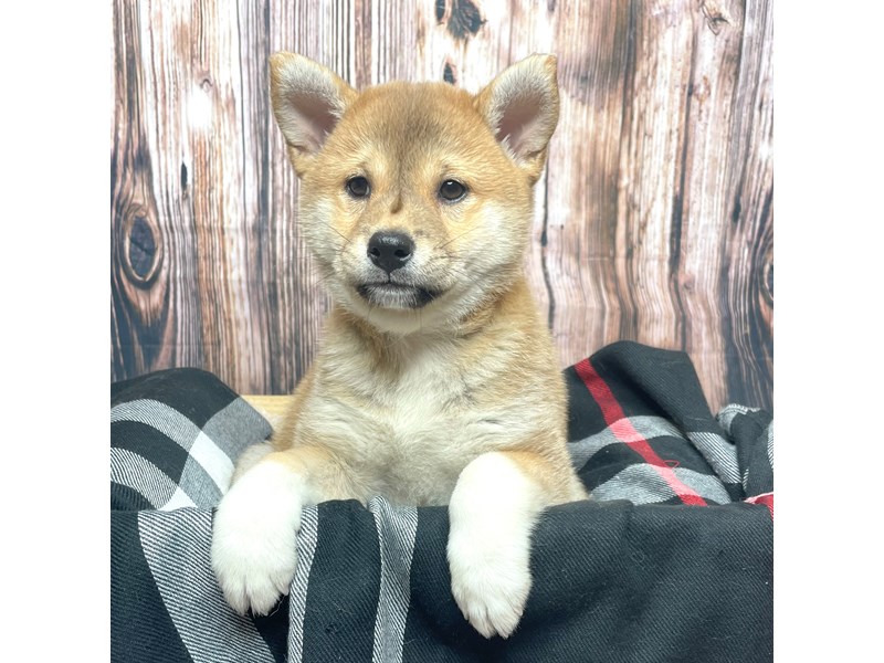 Shiba Inu Puppy Brown ID:17399 Located at Petland Fairfield, Ohio