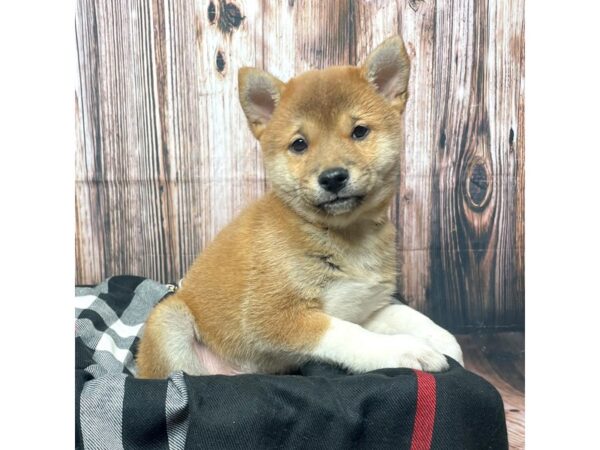 Shiba Inu-DOG-Male-Brown-17408-Petland Fairfield, Ohio