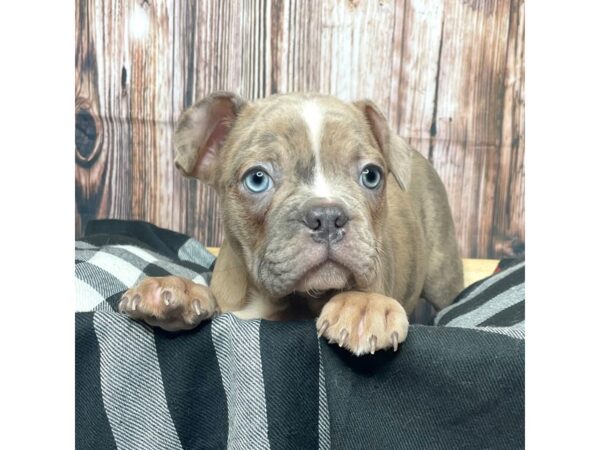 Frenchton DOG Male Chocolate Merle 17407 Petland Fairfield, Ohio