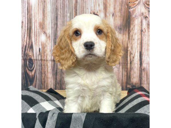 Cavachon DOG Male Bleheim 17406 Petland Fairfield, Ohio