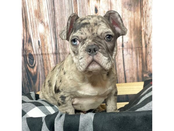 French Bulldog DOG Male merle 17405 Petland Fairfield, Ohio