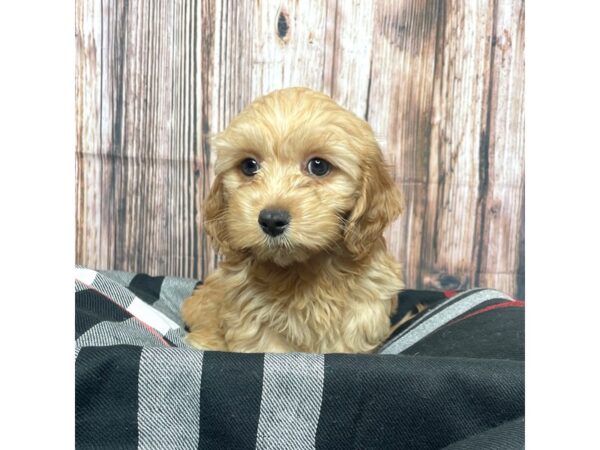 Cavapoo/Bichon-DOG-Male-Red-17404-Petland Fairfield, Ohio