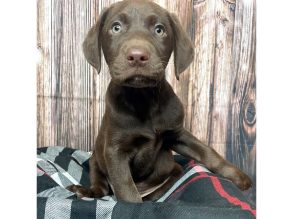 Labrador Retriever DOG Male Chocolate 17403 Petland Fairfield, Ohio