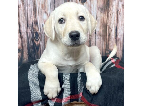 Labrador Retriever DOG Female Yellow 17402 Petland Fairfield, Ohio