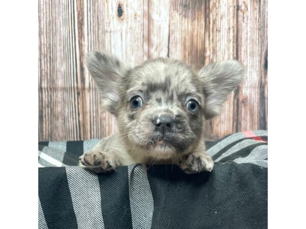 French Bulldog DOG Male Blue Merle 17400 Petland Fairfield, Ohio