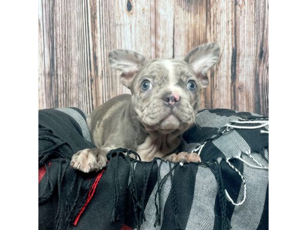 Frenchton-DOG-Female-Blue Merle-17416-Petland Fairfield, Ohio