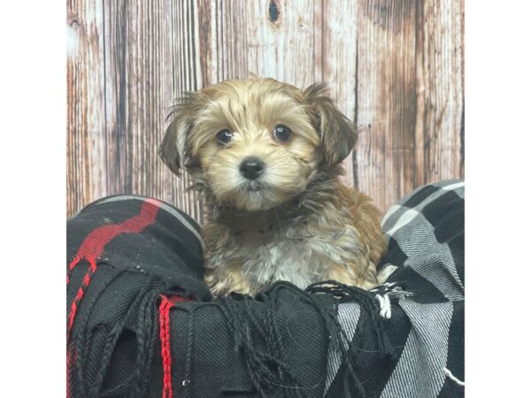 Morkie DOG Male Sable 17414 Petland Fairfield, Ohio