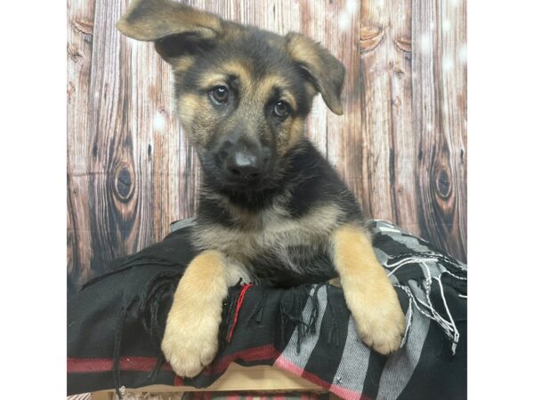 German Shepherd Dog DOG Male Black / Tan 17413 Petland Fairfield, Ohio