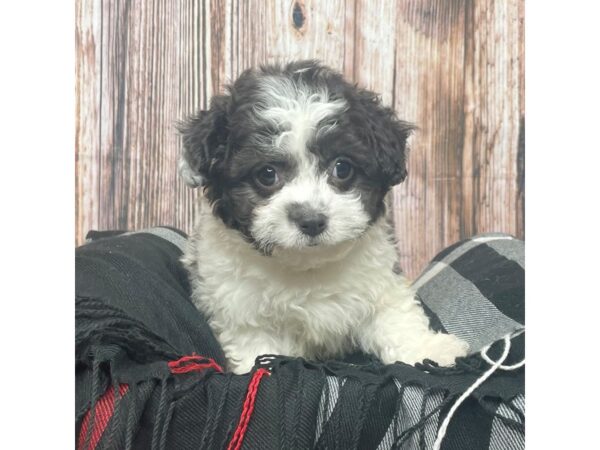 Havachon-DOG-Male-Black / White-17412-Petland Fairfield, Ohio