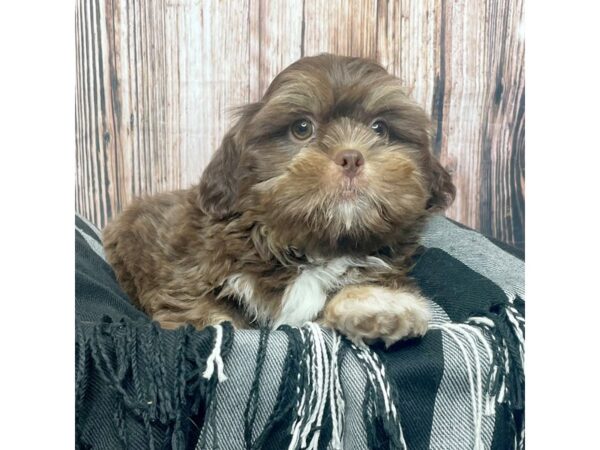 Shih Tzu DOG Male Liver 17410 Petland Fairfield, Ohio