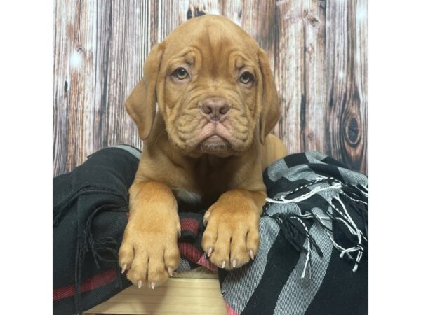 Dogue de Bordeaux DOG Male Red 17409 Petland Fairfield, Ohio