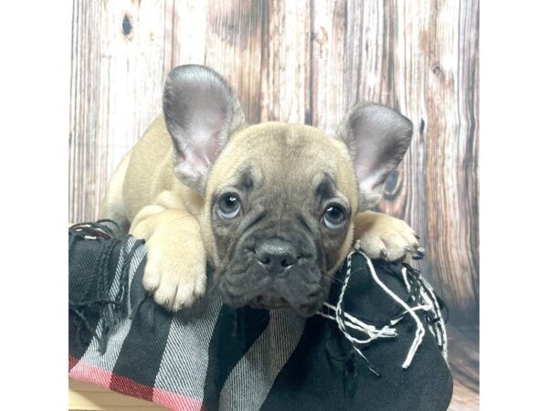 French Bulldog DOG Female Fawn 17415 Petland Fairfield, Ohio