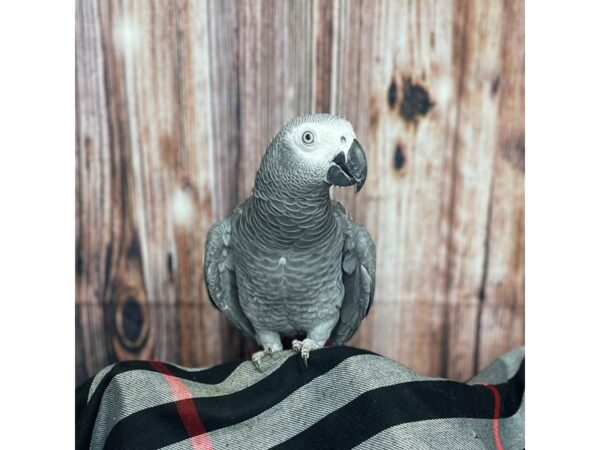 African Grey-BIRD---77781-Petland Fairfield, Ohio