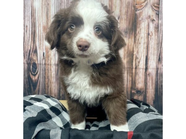 Miniature Australian Shepherd DOG Male Red 17417 Petland Fairfield, Ohio