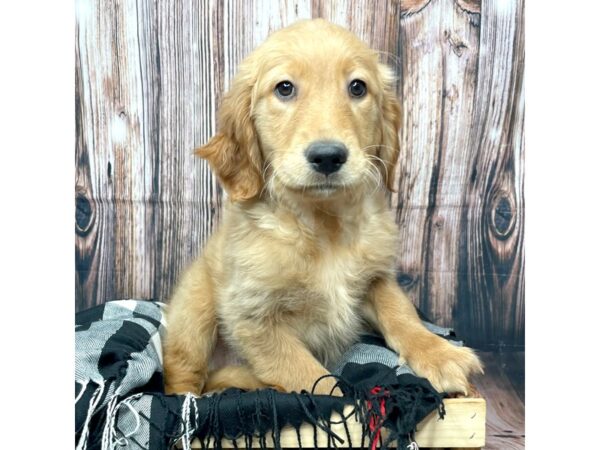 Golden Retriever DOG Female 17430 Petland Fairfield, Ohio