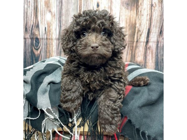 NewfyPoo Mini-DOG-Female-Chocolate-17429-Petland Fairfield, Ohio