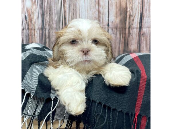 Shih Tzu DOG Male Sable / White 17428 Petland Fairfield, Ohio