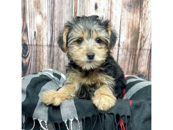 Yorkiepoo DOG Female Black / Tan 17427 Petland Fairfield, Ohio