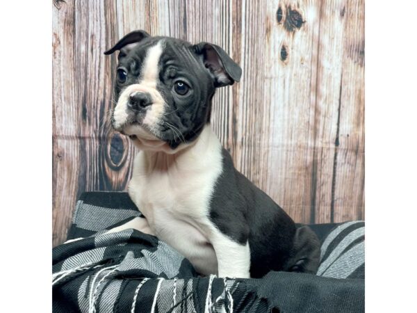 Boston Terrier DOG Male Black / White 17426 Petland Fairfield, Ohio