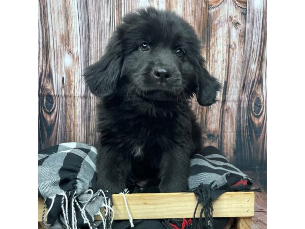 Newfoundland DOG Female Black / White 17425 Petland Fairfield, Ohio