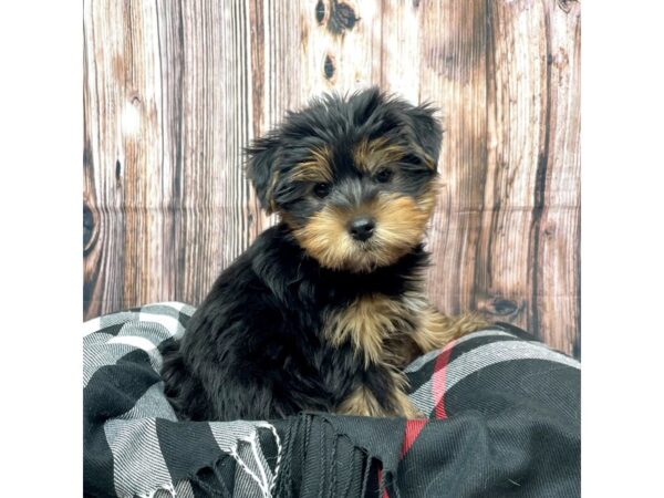 Yorkshire Terrier DOG Male Black / Tan 17424 Petland Fairfield, Ohio