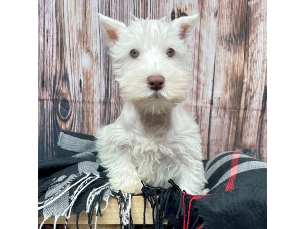 Miniature Schnauzer DOG Male White Liver 17422 Petland Fairfield, Ohio