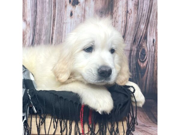 Golden Retriever DOG Female Cream 17421 Petland Fairfield, Ohio