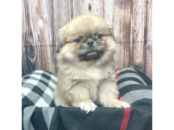 Pekingese DOG Male Cream 17419 Petland Fairfield, Ohio