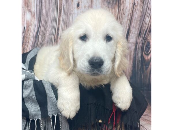 Golden Retriever DOG Male Cream 17420 Petland Fairfield, Ohio