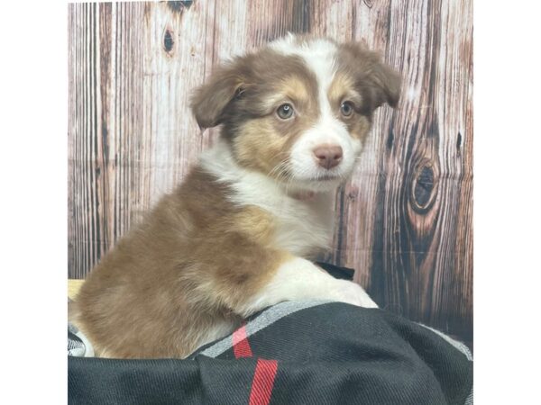 Miniature Australian Shepherd DOG Female Red 17418 Petland Fairfield, Ohio