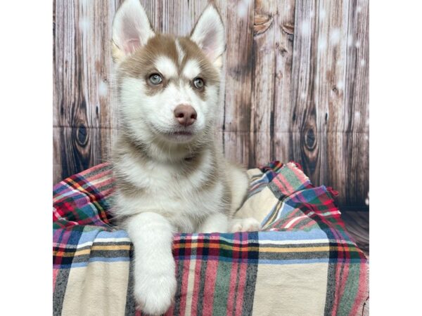 Siberian Husky DOG Female Red / White 17444 Petland Fairfield, Ohio