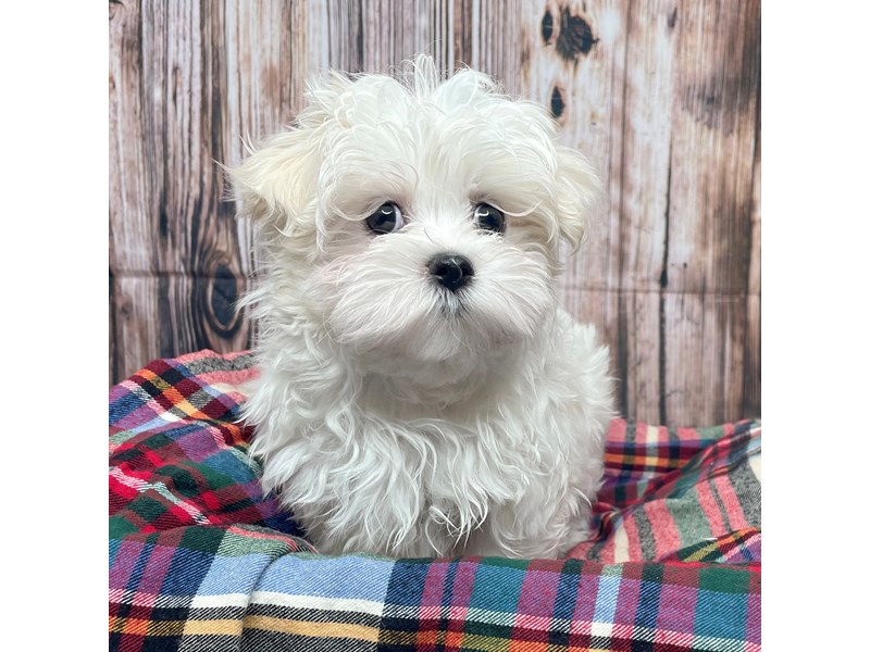 Maltese Puppy White ID:17443 Located at Petland Fairfield, Ohio