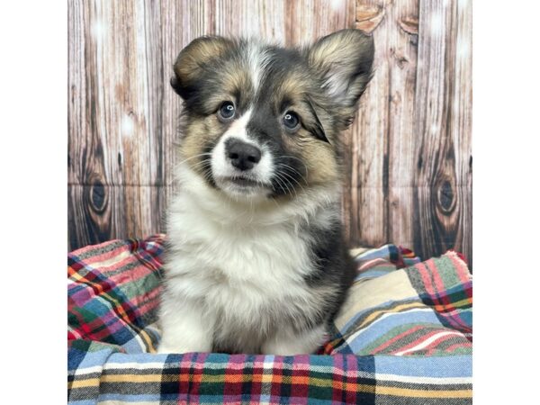 Pembroke Welsh Corgi DOG Female Black Tan / White 17442 Petland Fairfield, Ohio