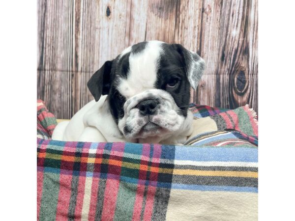 Bulldog-DOG-Female-White / Black-17441-Petland Fairfield, Ohio