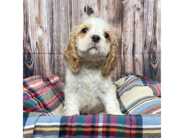 Cocker Spaniel DOG Male Buff / White 17440 Petland Fairfield, Ohio