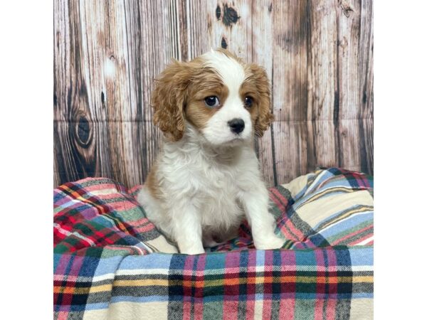 Cavalier King Charles Spaniel DOG Male Blenheim 17439 Petland Fairfield, Ohio