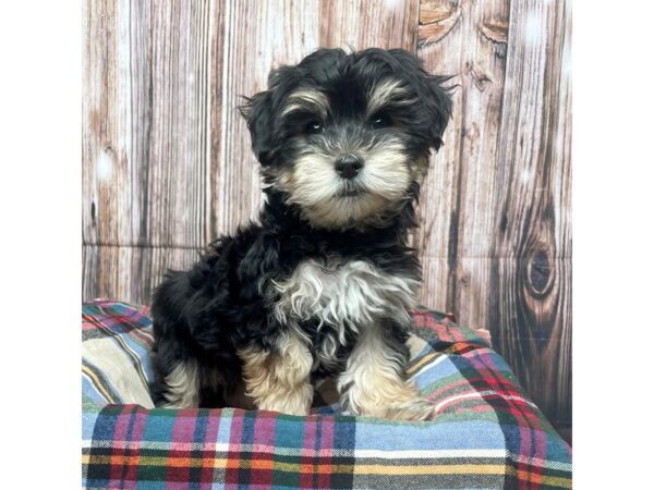 Morkie (Maltese/Yorkshire Terrier)-DOG-Female-Black and Tan-17438-Petland Fairfield, Ohio