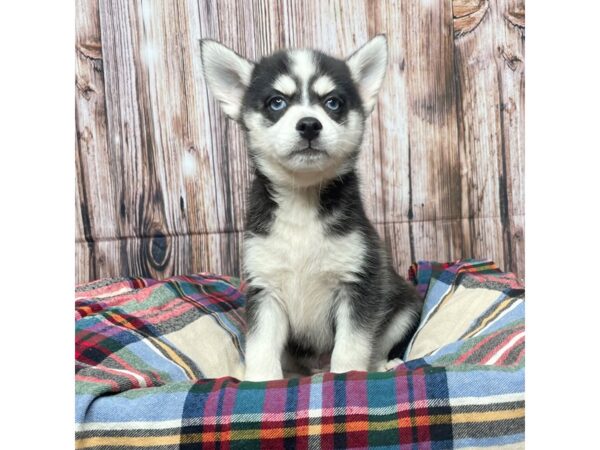 Pomsky DOG Male Black and white 17437 Petland Fairfield, Ohio