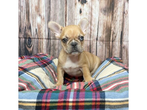 French Bulldog DOG Female Tan 17436 Petland Fairfield, Ohio