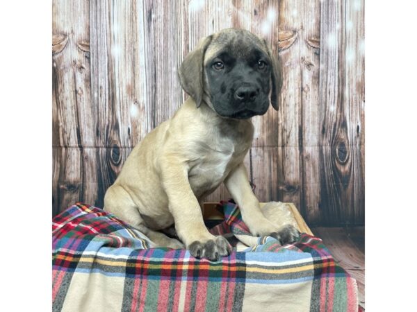 Mastiff DOG Male Fawn 17433 Petland Fairfield, Ohio